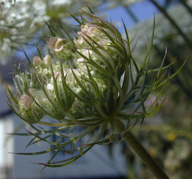 Daucus carota subsp. carota resmi