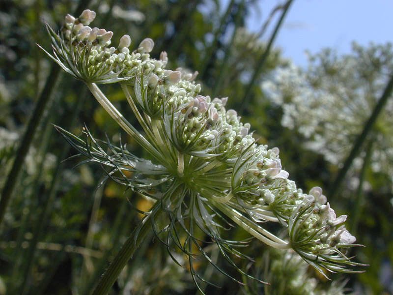 Image of Queen Anne's lace