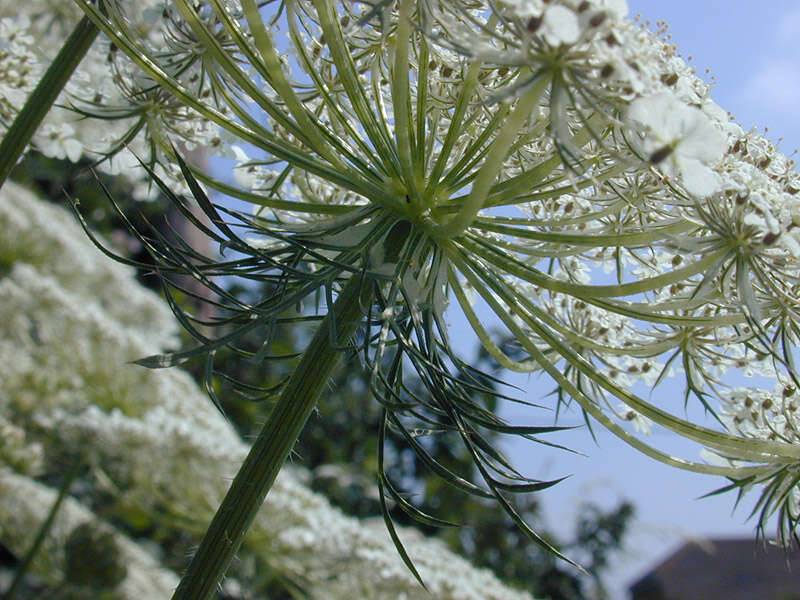 Image of Queen Anne's lace