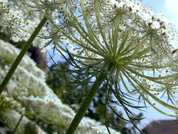 Image of Queen Anne's lace