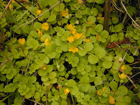 Image of creeping jenny