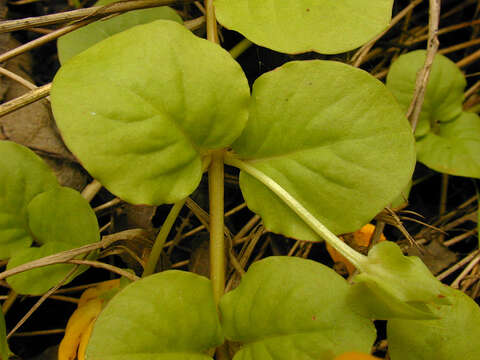 Image of creeping jenny