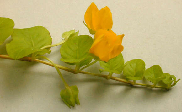 Image of creeping jenny