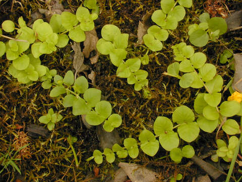 Слика од Lysimachia nummularia L.