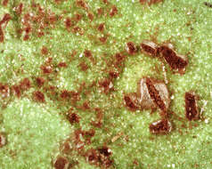 Image of Puccinia hieracii (Röhl.) H. Mart. 1817