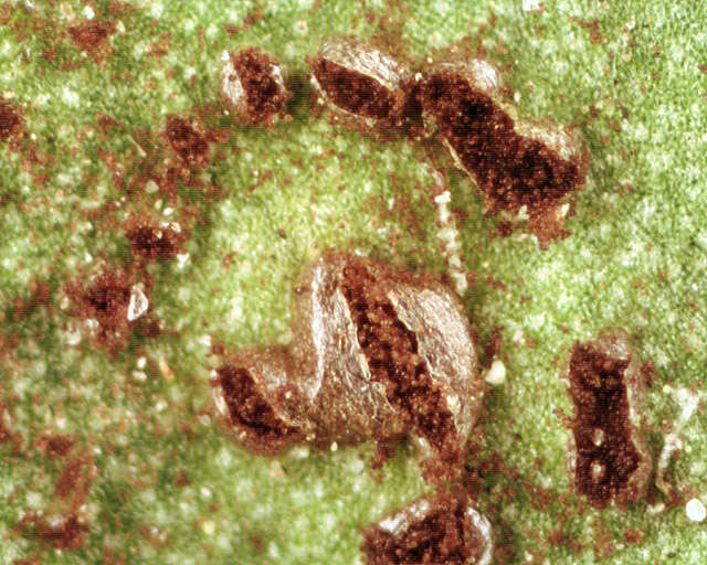 Image of Puccinia hieracii (Röhl.) H. Mart. 1817