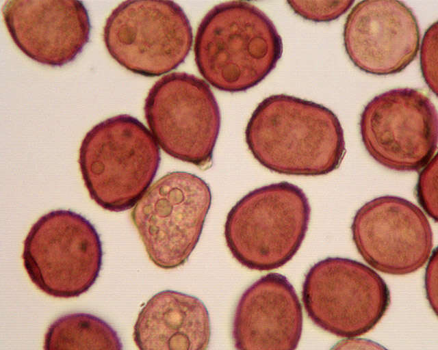 Puccinia hieracii (Röhl.) H. Mart. 1817的圖片