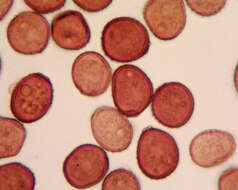 Puccinia hieracii (Röhl.) H. Mart. 1817的圖片