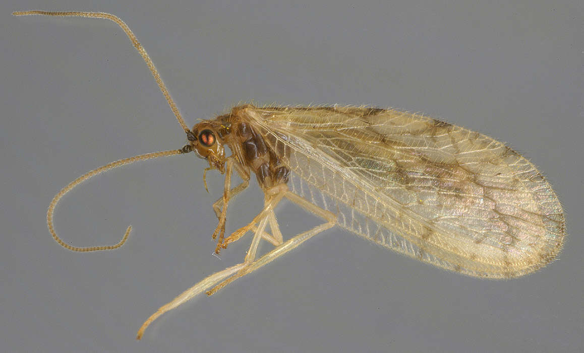 Слика од Micromus paganus (Linnaeus 1767)