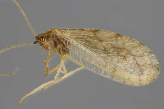 Слика од Micromus paganus (Linnaeus 1767)