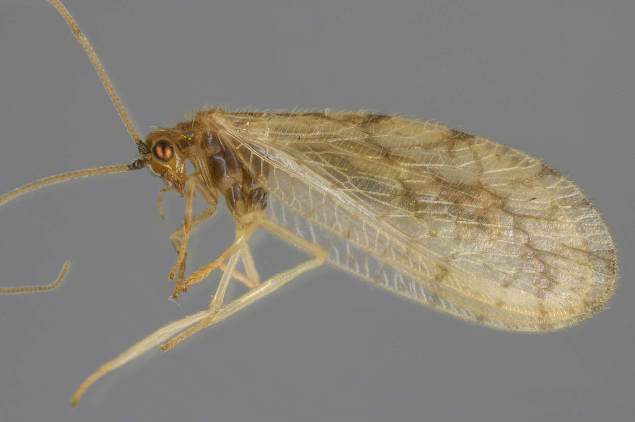 Слика од Micromus paganus (Linnaeus 1767)