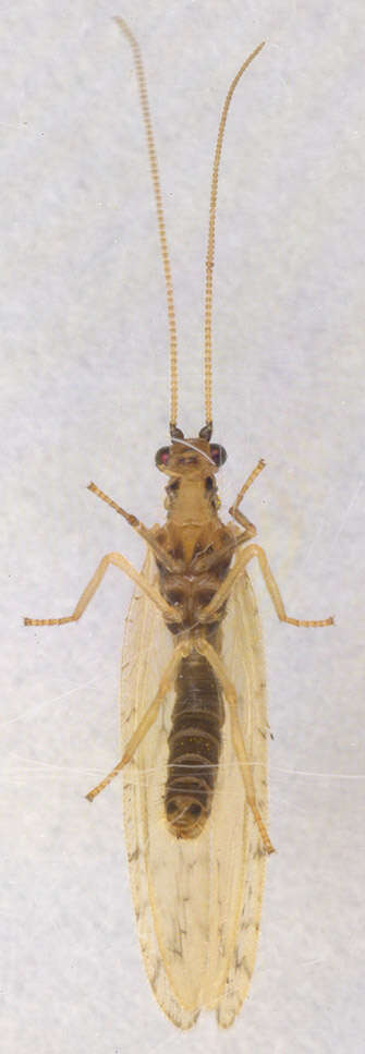 Image of Micromus paganus (Linnaeus 1767)