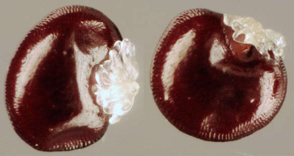 Слика од Moehringia trinervia (L.) Clairv.