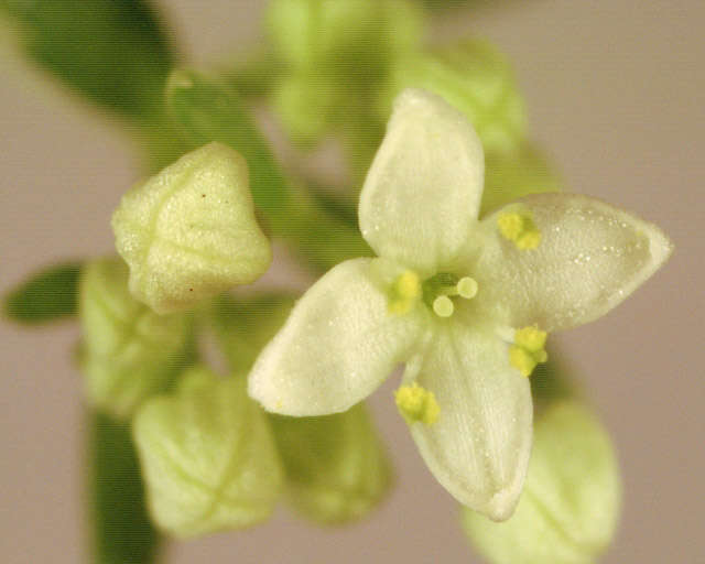 Plancia ëd Galium saxatile L.