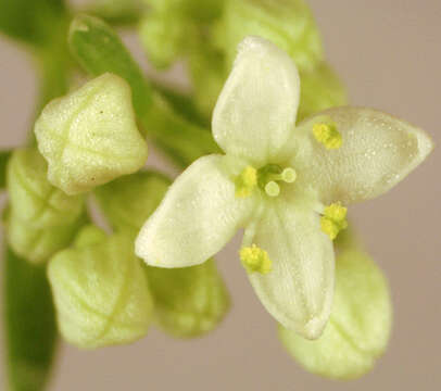 Plancia ëd Galium saxatile L.