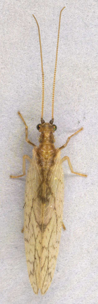 Слика од Micromus paganus (Linnaeus 1767)