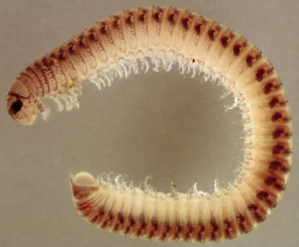 Image of Blunt-tailed Snake Millipede