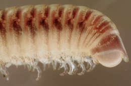 Image of Blunt-tailed Snake Millipede