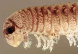 Image of Blunt-tailed Snake Millipede