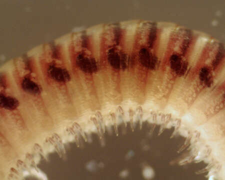 Image of Blunt-tailed Snake Millipede