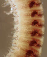 Image of Blunt-tailed Snake Millipede