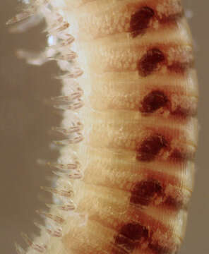 Image of Blunt-tailed Snake Millipede
