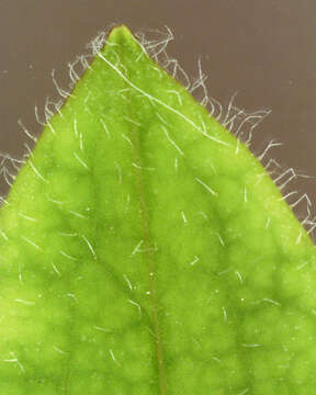 Image of hawkweed