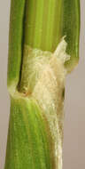 Image of Dogstail grass