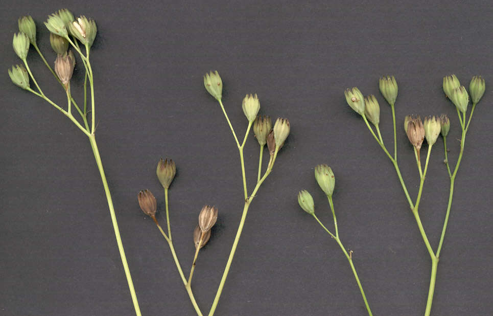 Image of nipplewort