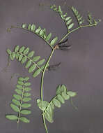 Image of bush vetch