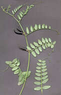 Image of bush vetch