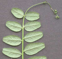 Image of bush vetch