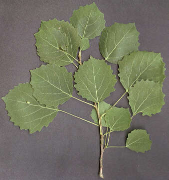 Image of Common Aspen