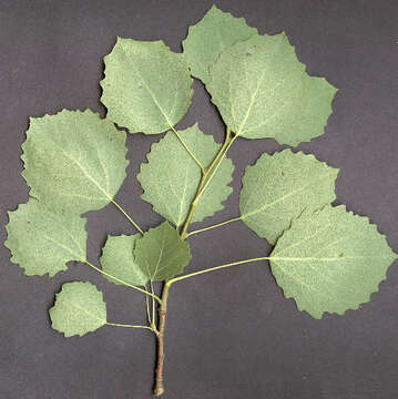 Image of Common Aspen