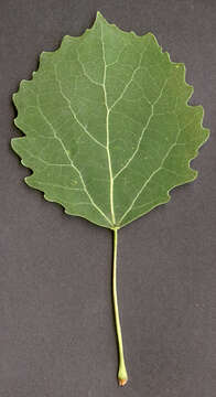 Image of Common Aspen