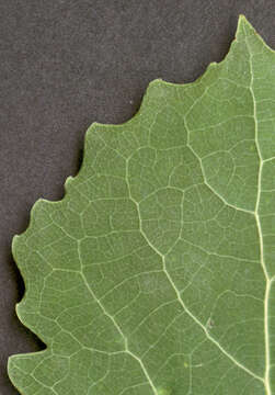 Image of Common Aspen