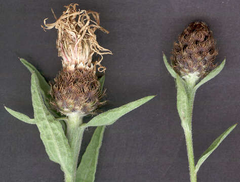 Image of Centaurea nigra subsp. endressii (Dostál) Arnelas & Devesa