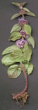 Image of wild mint