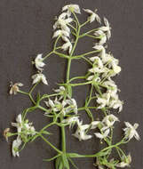Image of Galium mollugo subsp. mollugo