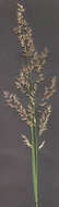 Imagem de Calamagrostis epigejos (L.) Roth