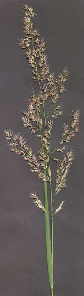 Imagem de Calamagrostis epigejos (L.) Roth