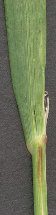 Imagem de Calamagrostis epigejos (L.) Roth