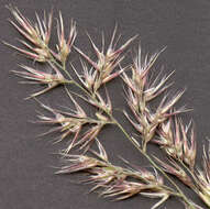 Imagem de Calamagrostis epigejos (L.) Roth