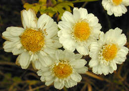 Image of feverfew