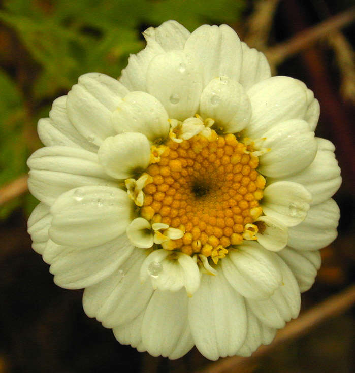 Image of feverfew