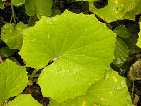 Image of coltsfoot