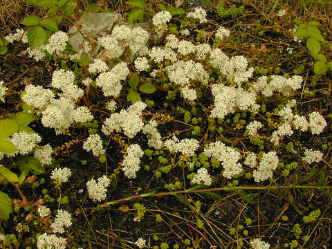 Image of White Stonecrop