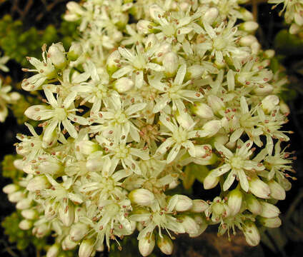 Image of White Stonecrop