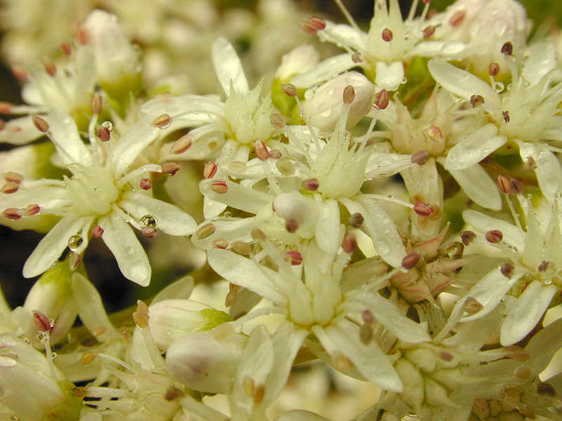 Image of White Stonecrop