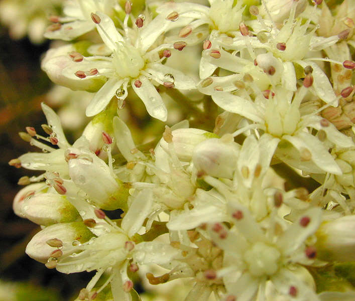 Image of White Stonecrop